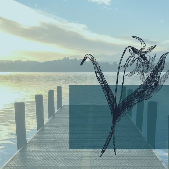 Badebro og skitse af en plante